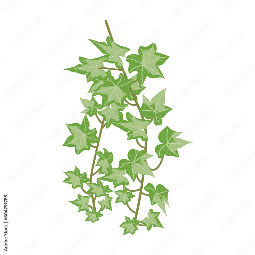 green leaves isolated on white green leaves isolated on white