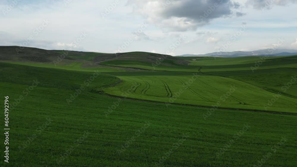 Wheat field shooting in wide field with drone. 4K 60Fps Video. Grassland harvest sky landscape Wheat field shooting in wide field with drone. 4K 60Fps Video. Grassland harvest sky landscape