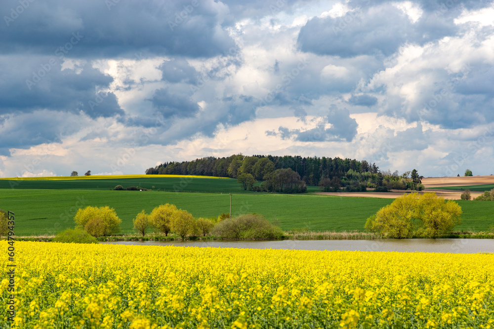 Obraz premium European landscape with spring fields. Canola fields.