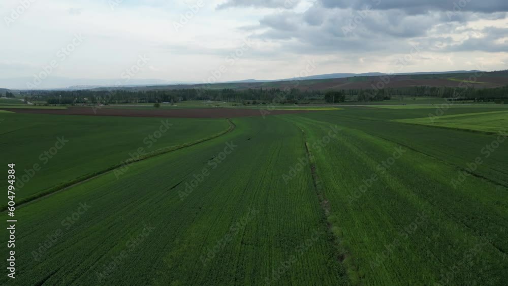 Wheat field shooting in wide field with drone. 4K 60Fps Video. Grassland harvest sky landscape Wheat field shooting in wide field with drone. 4K 60Fps Video. Grassland harvest sky landscape