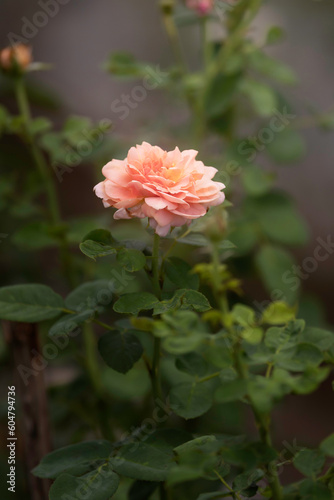 orange rose flower in roses garden