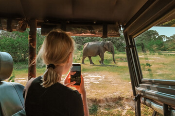 Wildlife safari.Eco travel in the jungle with wild animals elephants.Tropical tourism in the wild life of elephants.Road trip jungle,eco safari.Elephant wild life
