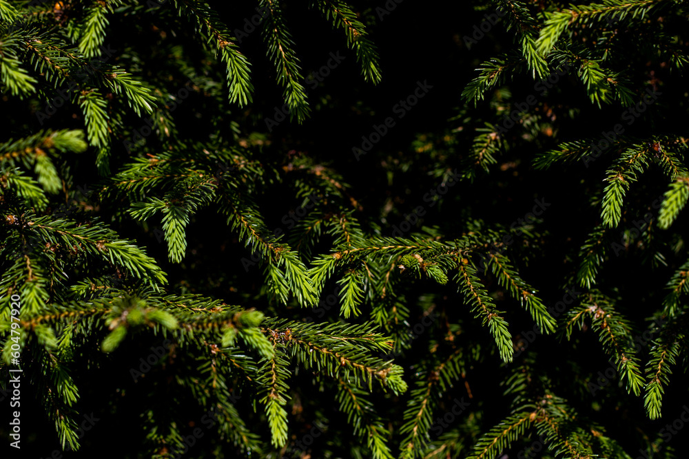 Obraz premium fern in the forest