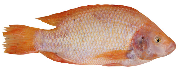 Ruby fish
