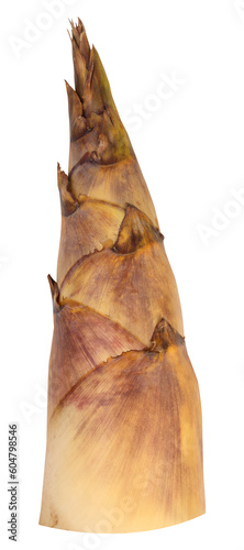 Фотография Bamboo shoot