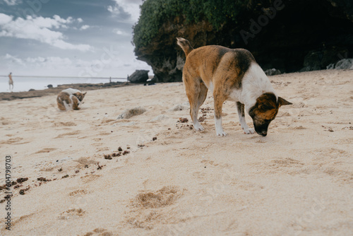 Dog looking food on the beach.