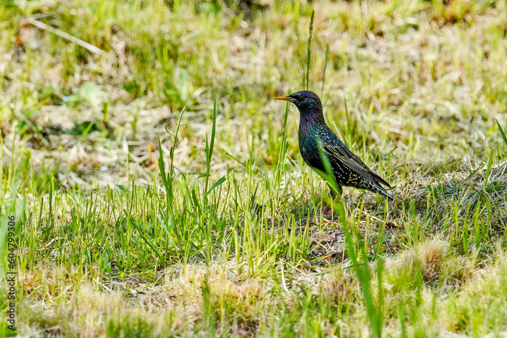 Obraz premium Common starling bird