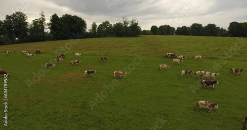 Vaches paissant dans la campagne normande