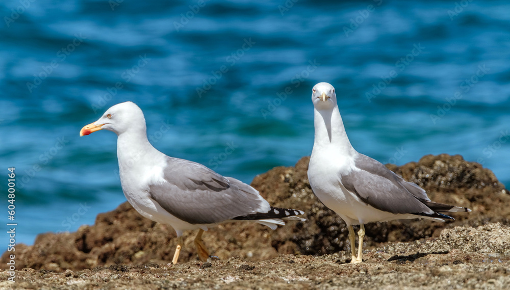 Couple of seagulls on the cliffs on the ocean on Gran Canaria, Spain. Couple of seagulls on the cliffs on the ocean on Gran Canaria, Spain.