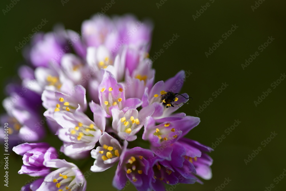 macro fleurs a la tombe du jour macro fleurs a la tombe du jour