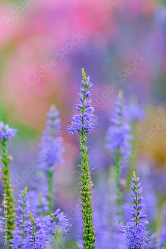 Fototapeta Naklejka Na Ścianę i Meble -  Veronica longifolia blauriesin or speedwells blue flowers selective focus.