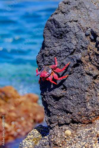 Red crab on the cliff close to the ocean on the Canary Islands.