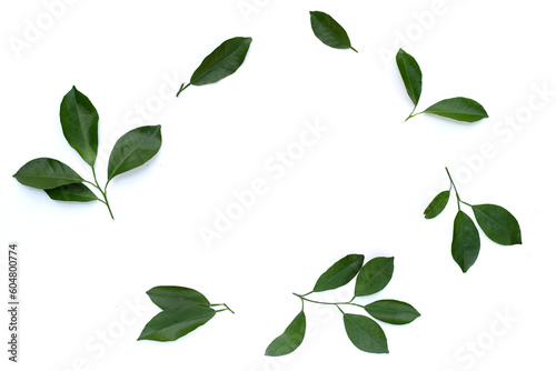 Citrus green leaves on white background.