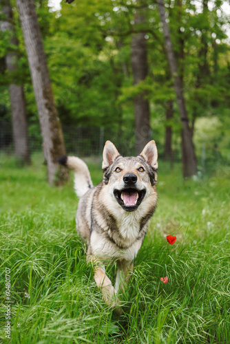 Cane lupo cecoslovacco