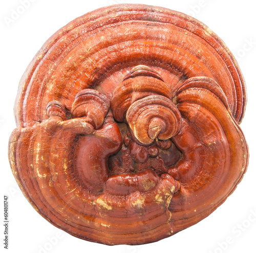 Giant Lingzhi mushroom, perfect condition, full of properties.