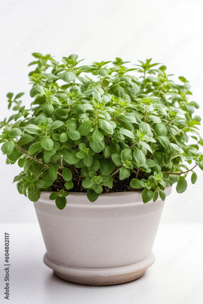 Oregano Growing In White Pot On White Background. Generative AI Oregano Growing In White Pot On White Background. Generative AI