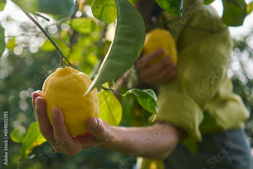 Woman picking fresh lemons from tree at orchard photo