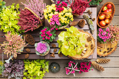 Pumpkins, pine cones, apples and potted autumn flowers photo