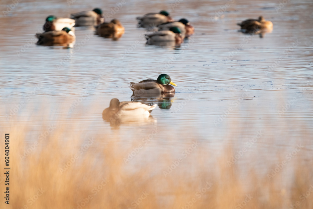 A large flock of ducks eats abandoned bread on the lake, Ducks and drakes swim on the water