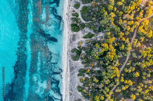 Spain, Balearic Islands, Formentera, Drone view of beach and coastal trees photo