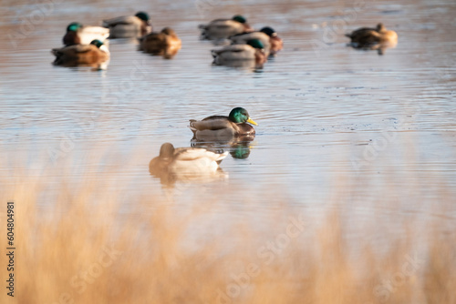 Obraz na płótnie A large flock of ducks eats abandoned bread on the lake, Ducks and drakes swim on the water w salonie