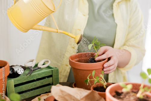 Woman watering strawberry seedlings in terracotta pot