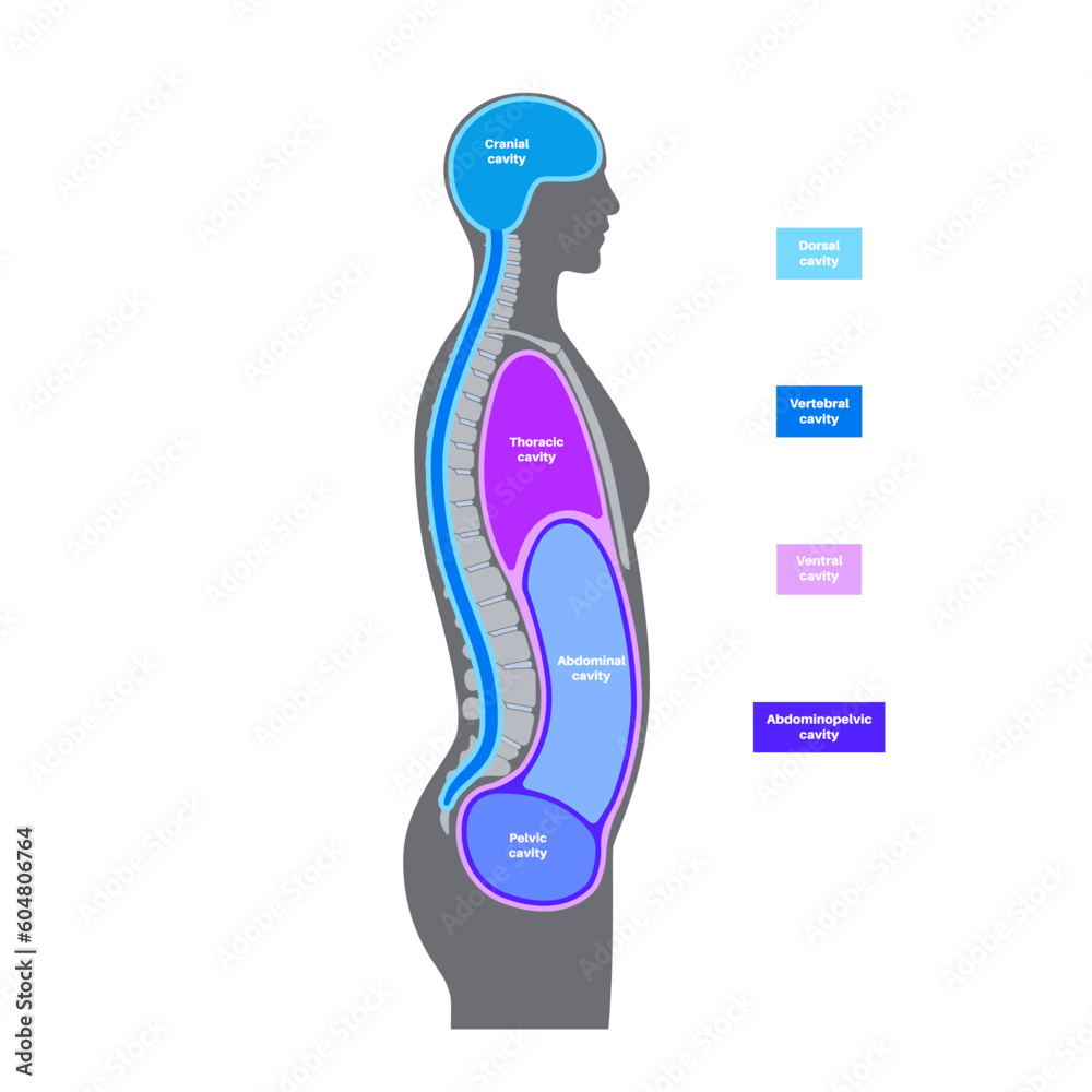 Body cavities poster Body cavities poster