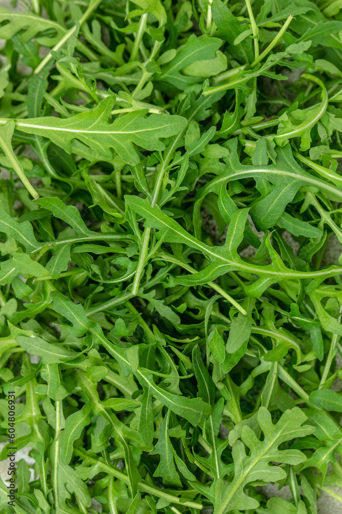 Healthy salad, leaves arugula. Food recipe background. Close up Healthy salad, leaves arugula. Food recipe background. Close up