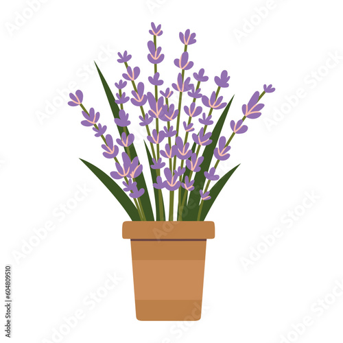 Blossom lavender in a pot  cartoon style. Trendy modern vector illustration isolated on white background  hand drawn  flat design