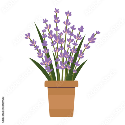 Blossom lavender in a pot, cartoon style. Trendy modern vector illustration isolated on white background, hand drawn, flat design