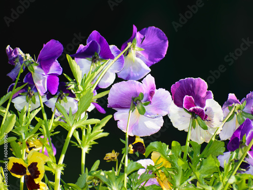Tapeta kwiatki bratki fioletowe na ciemnym tle photo