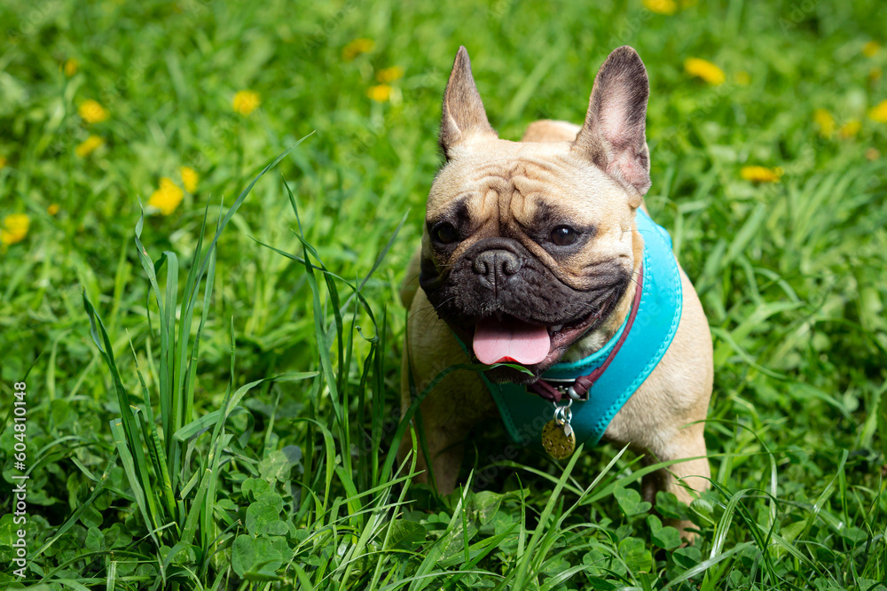 A french bulldog standing in a field of grass