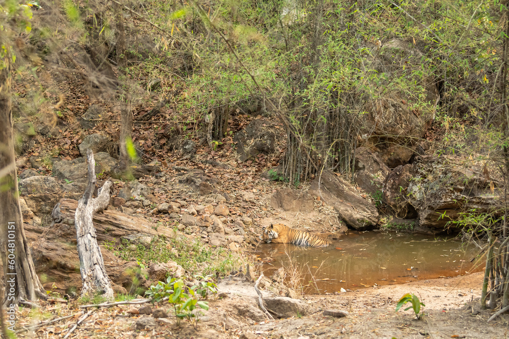 wild large huge male tiger or panthera tigris resting cooling his body in water or pond in natural environment on extremely hot day in summer season evening safari at bandhavgarh national park india