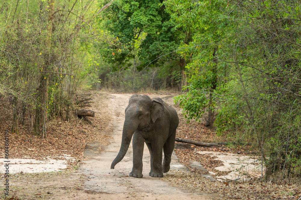 Fototapeta premium wild aggressive asian elephant or Elephas maximus indicus roadblock walking head on in summer season and natural green scenic background safari at bandhavgarh national park forest madhya pradesh india