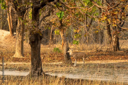 big antler male spotted deer or chital or axis deer or axis axis in wild natural dry hot summer season habitat in outdoor wildlife safari at bandhavgarh national park forest madhya pradesh india asia photo