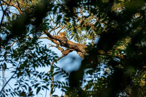 wild male leopard or panther or panthera pardus fusca with eye contact resting on natural green tree branch and blue sky background at dhikala of jim corbett national park forest uttarakhand india photo