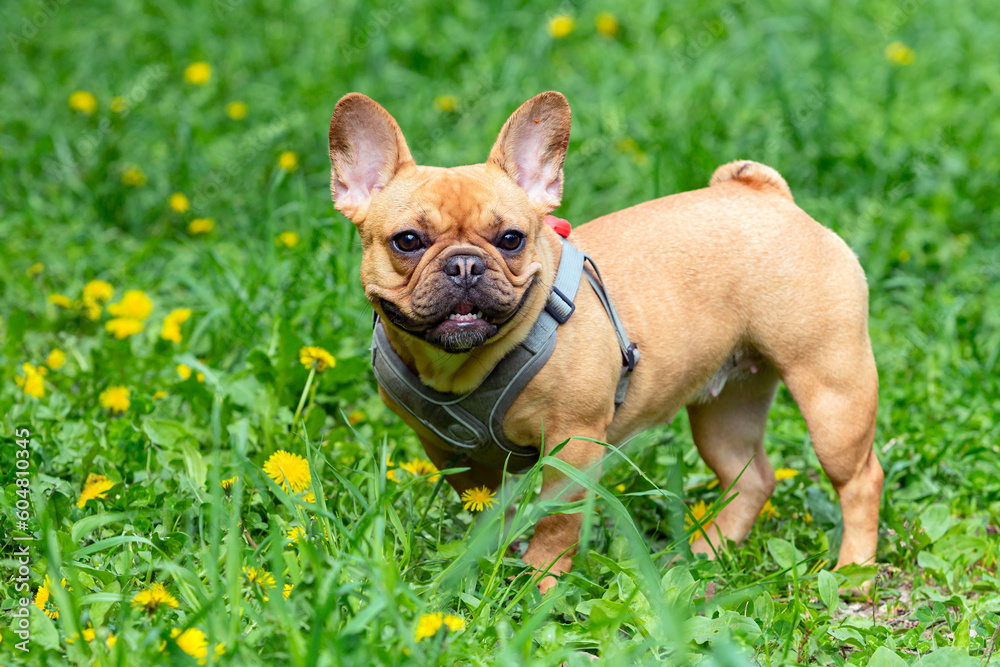 Fototapeta premium A french bulldog standing in a field of grass
