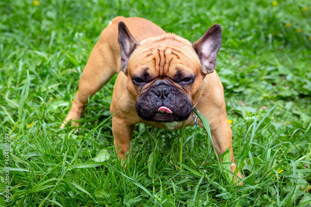 French Bulldog breed dog swears at photographer