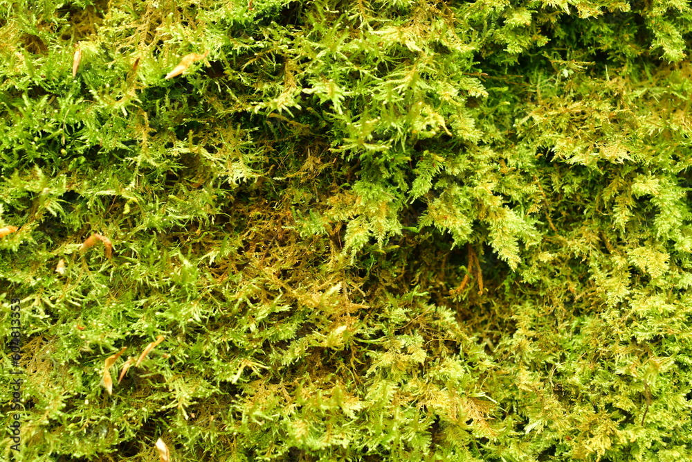 green moss clodeup natural forest texture background