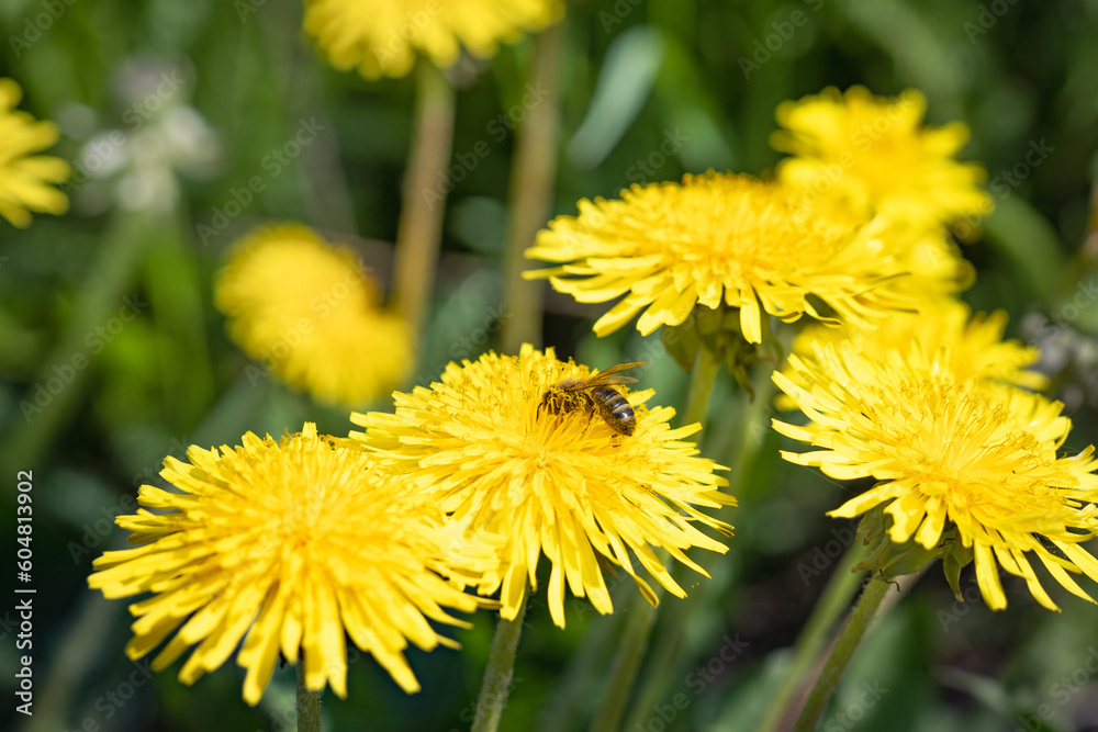 yellow dandelions bloom in spring, bee on flower, spring background yellow dandelions bloom in spring, bee on flower, spring background