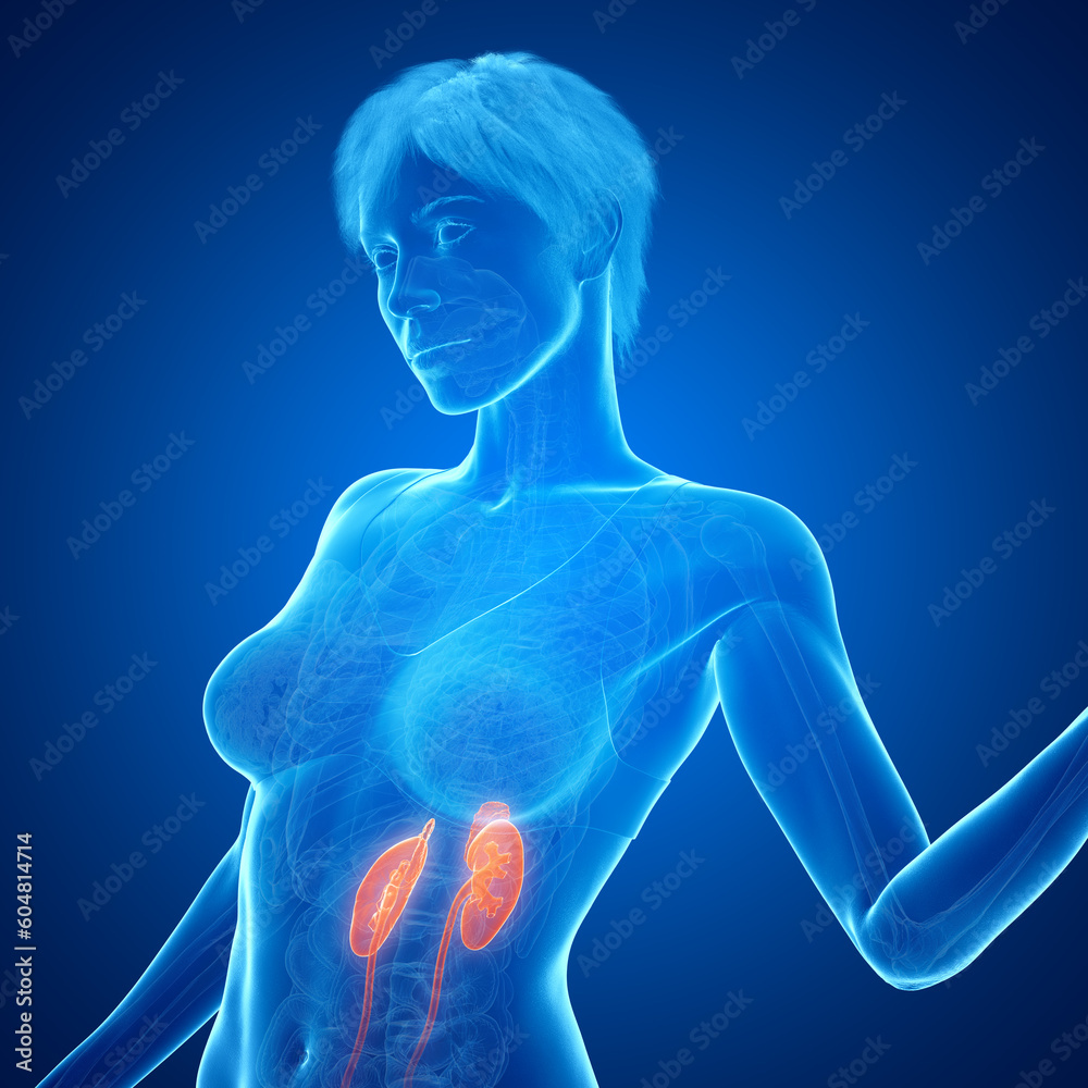 3d medical illustration of the urinary tract 3d medical illustration of the urinary tract