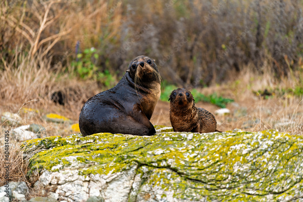 Fototapeta premium Sea lion mother with cub in grass