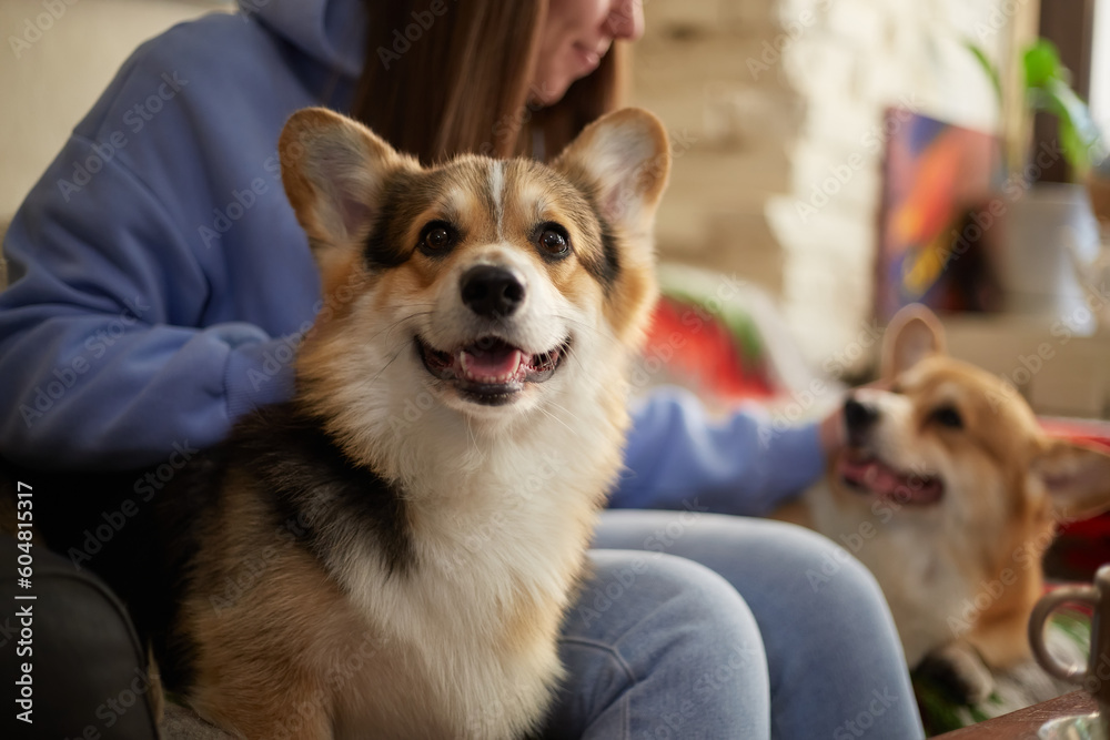 Portrait of a funny little corgi dog sitting by the owner on a couch in a cafe. Cute young Pembroke Welsh Corgi puppy posing indoors - obrazy, fototapety, plakaty 