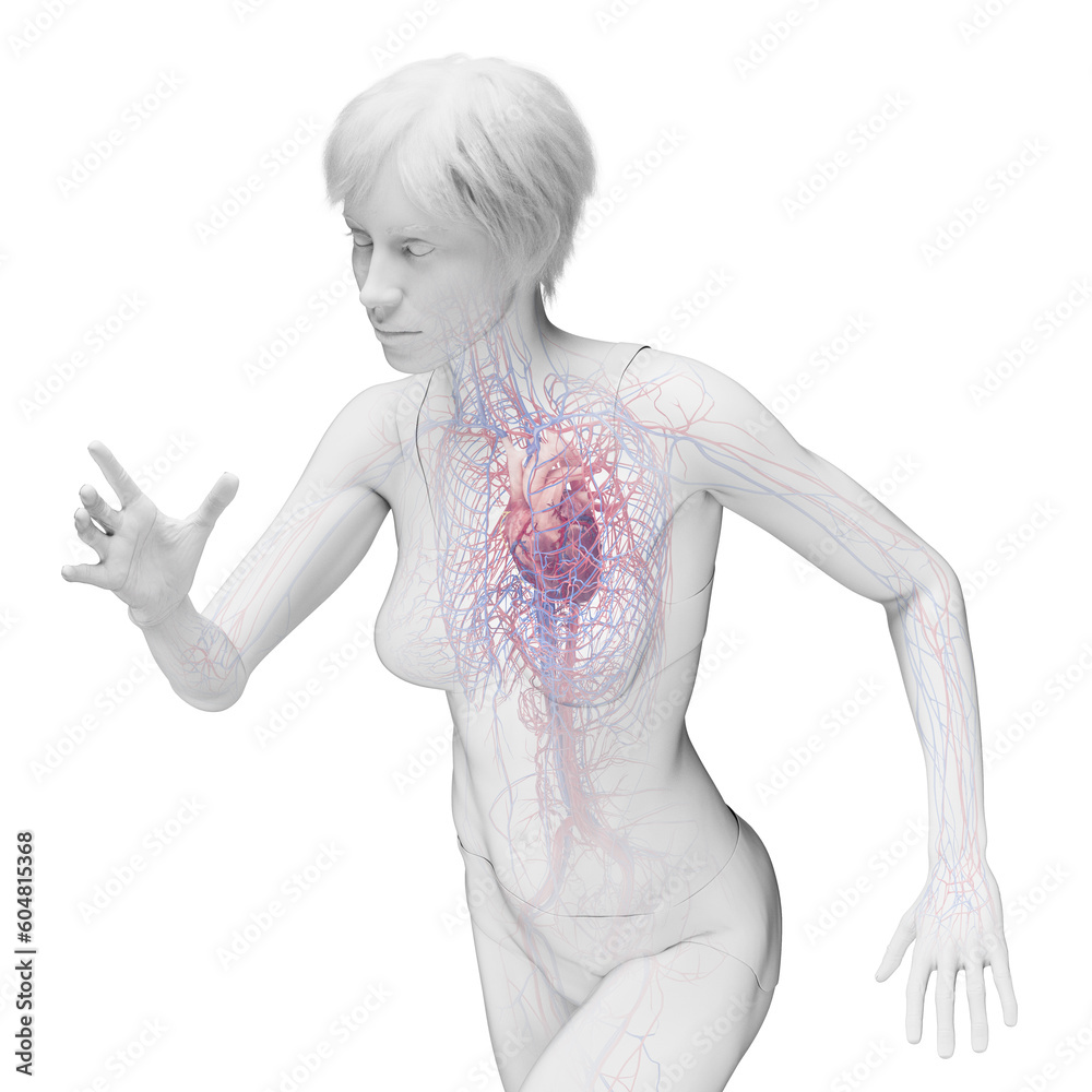 3D Rendered Medical Illustration of Female Anatomy - Cardiovascular System 3D Rendered Medical Illustration of Female Anatomy - Cardiovascular System