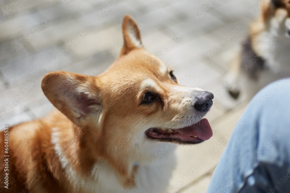 Portrait of adorable brown corgi puppy asking for a treat. Beautiful young Pembroke Welsh Corgi looking at the owner asking for food