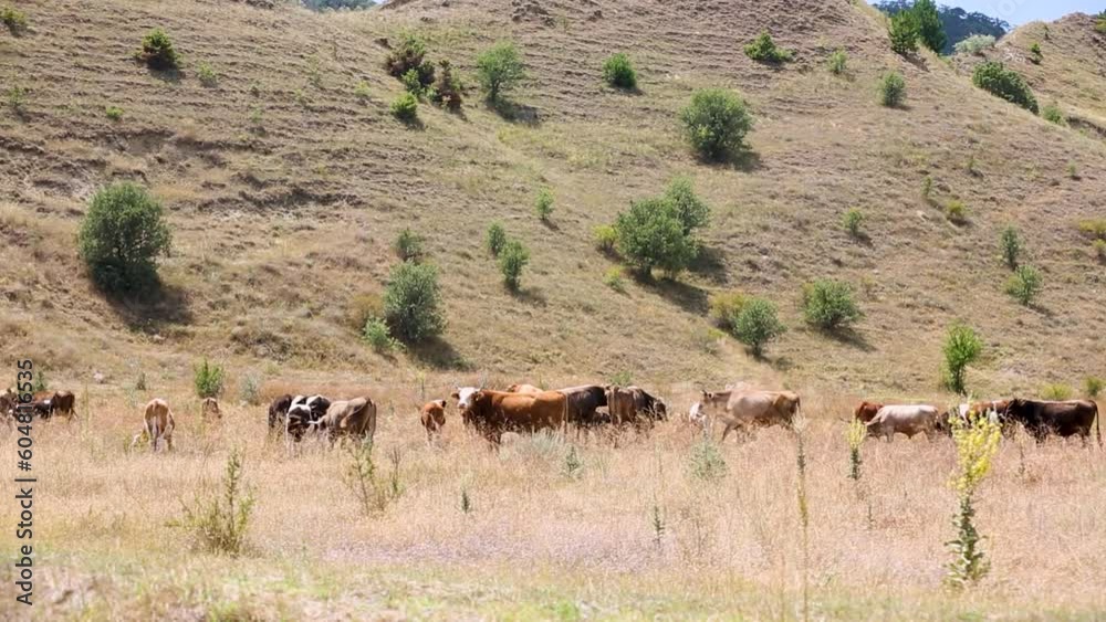 herd of cows walking in the field herd of cows walking in the field