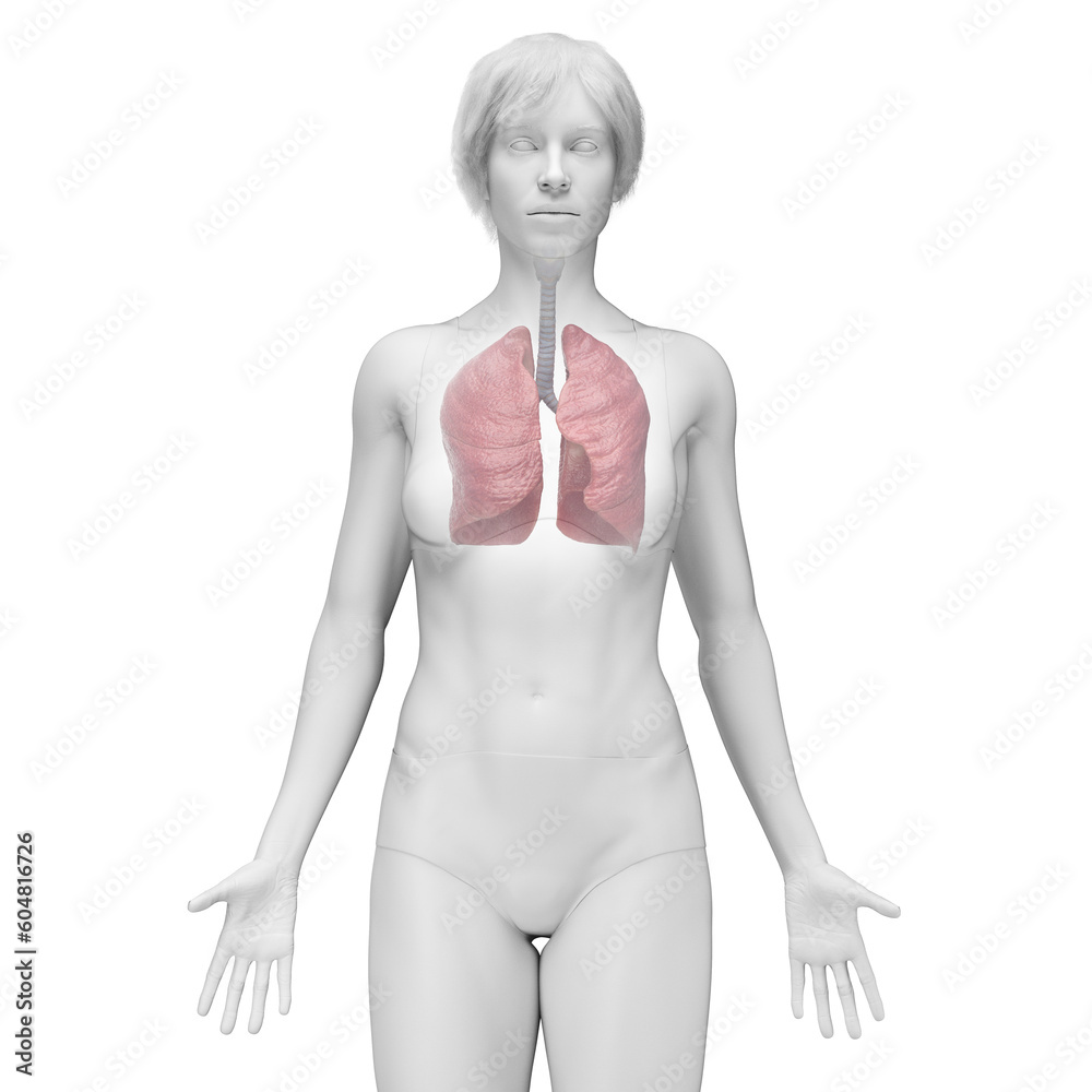 Fototapeta premium 3D Rendered Medical Illustration of Female Anatomy - the lungs.