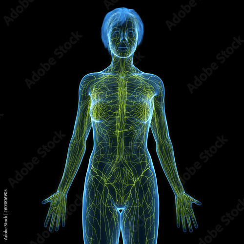 3D Rendered Medical Illustration of Female Anatomy - The Lymphatic System