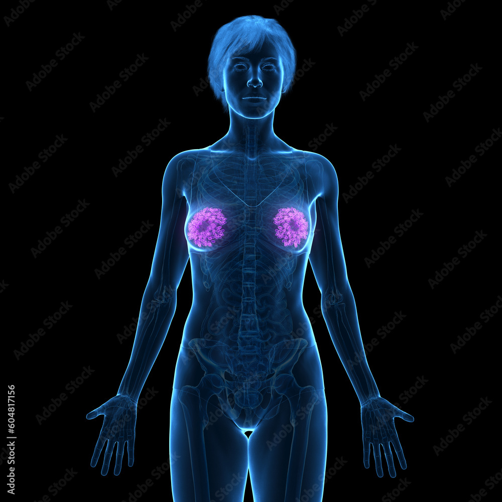3d medical illustration of the female mammary glands 3d medical illustration of the female mammary glands