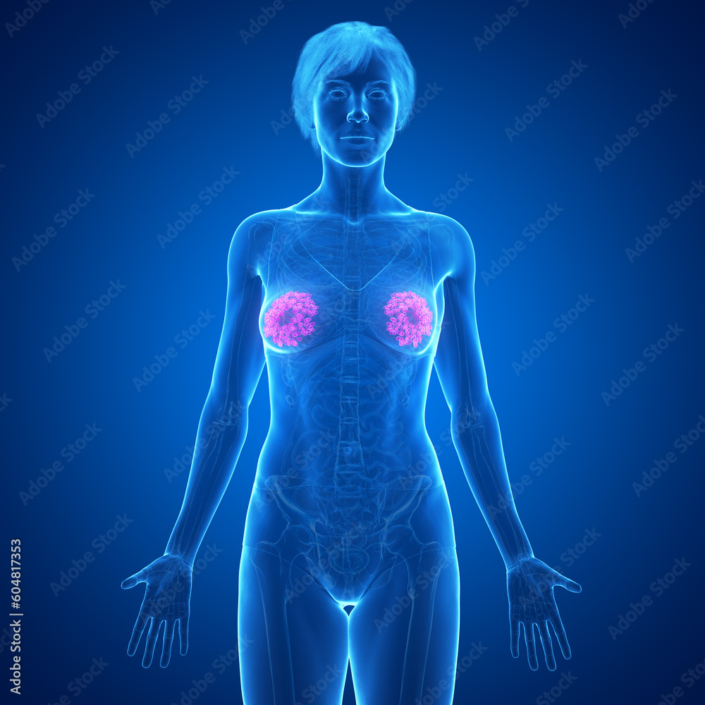 3d medical illustration of the female mammary glands 3d medical illustration of the female mammary glands